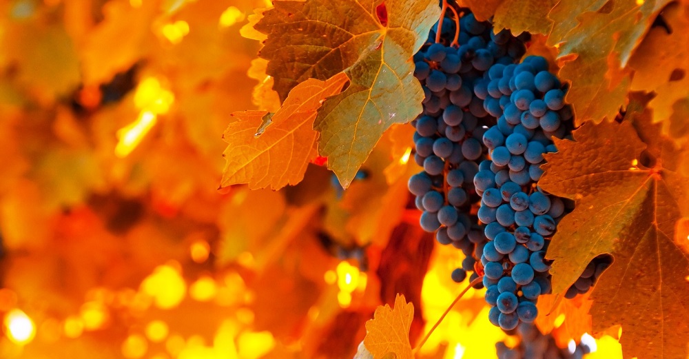 A Vineyard Under New Management: 17th Sunday After Pentecost - Matthew 21:33-46 / Pastor Ted Giese